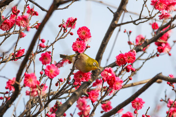 梅の花に止まるメジロ