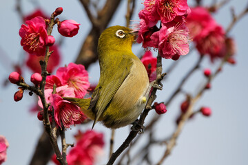 梅の花に止まるメジロ