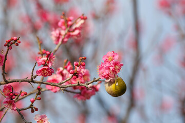 梅の花に止まるメジロ