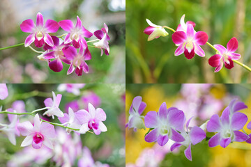 beautiful Purple orchids on green background,colorful orchids many species,