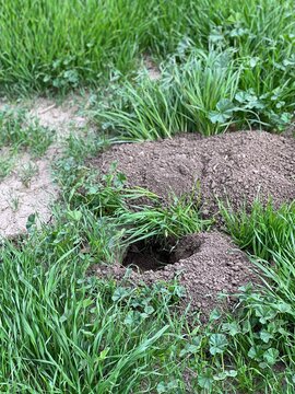 gopher hole poking out of the backyard lawn