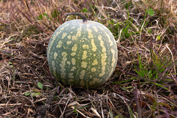 Watermelon growing in the field