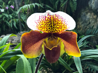 yellow iris flower