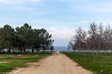 A different tree forest