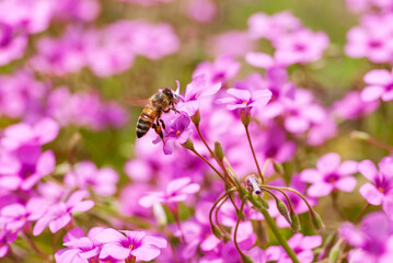 カタバミとミツバチ