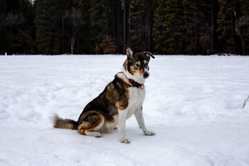 A dog playing in the snow