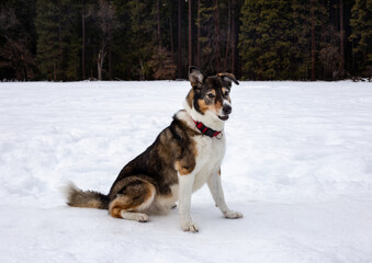 A dog playing in the snow