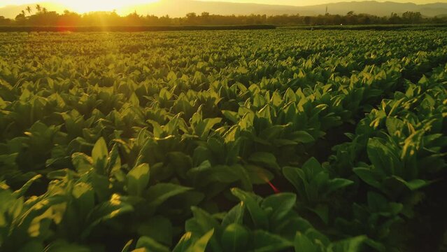 Drone Point of View tobacco fields landscape in the evening in the countryside of Thailand, crops in agriculture, Aerial view