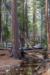 Redwood forest close up