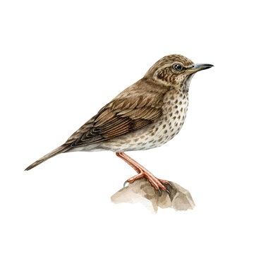 Song thrush bird watercolor illustration. Hand drawn realistic turdus philomenos. Beautiful small song bird wildlife forest animal. Thrush on the tree brunch. Isolated on white background