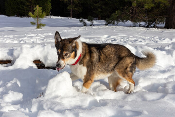 A dog playing in the snow
