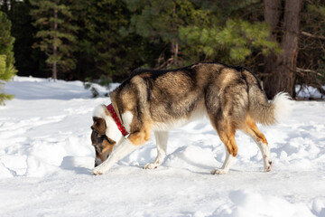 A dog playing in the snow