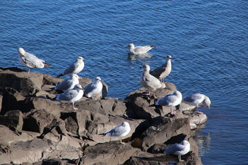 Seagulls along the rugged, rocky shore of Lake Superior in the city of Duluth, Minnesota on a cold...