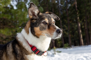 A dog playing in the snow