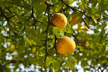 Thorn orange tree and fruit tangja.