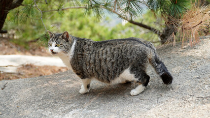 A cat with a stain on it.