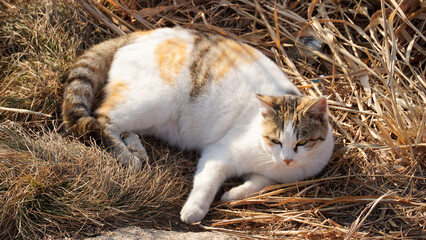 A cute three-color cat in the wild