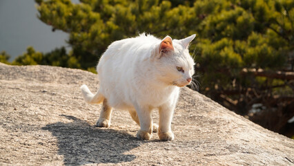 A white cat on a rock.