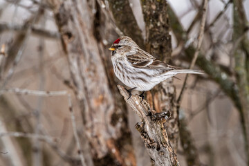 Female Common Redpoll (Acanthis flammea} 