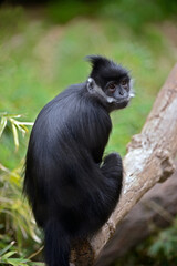 Francois' Langur 