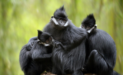 Francois' Langur 
