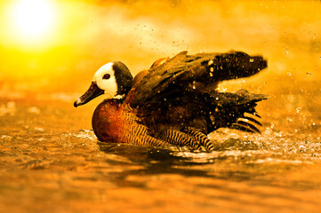 White-Faced Whistling Duck 