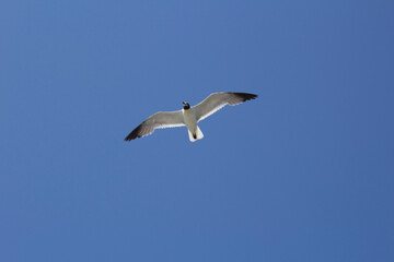 Obraz premium Seagull Blue sky 