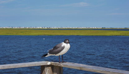 Seagull on the pier