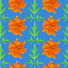Cosmos, kosmeya. Illustration, texture of flowers. Seamless pattern for continuous replication. Floral background, photo collage for textile, cotton fabric. For wallpaper, covers, print.