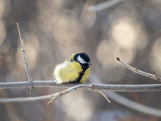 Cute bird Great tit, songbird sitting on a branch without leaves in the autumn or winter.