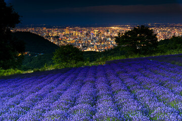 Fototapeta na wymiar 【北海道】ラベンダー園と札幌の夜景