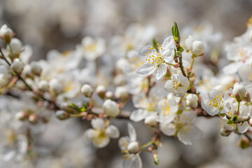 Blooming white sakura cherry blossom flowers close-up