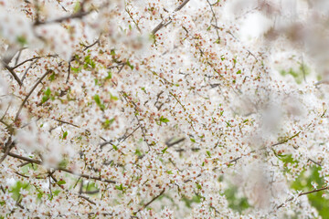 Blooming white sakura cherry blossom flowers close-up