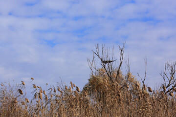 Heron in the Volga Delta. Astrakhan. Wild nature Russia