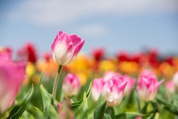 チューリップ畑