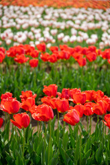 チューリップ畑