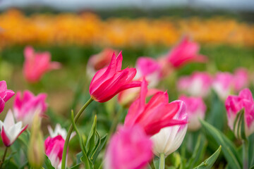 チューリップ畑