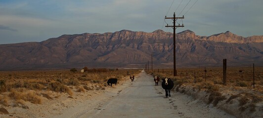 Cows and mountains