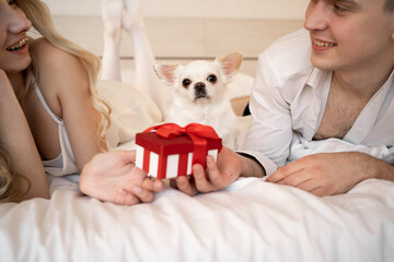 portrait of a pet dog chihuahua. The dog lies on the bed next to his owners. Giving a birthday present to a pet in a red box.