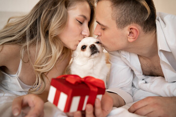 dog pet owners lie on the bed, kiss the chihuahua and give a box with a gift. pet birthday concept