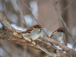 Sparrow sits on a branch without leaves.