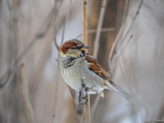 Sparrow sits on a branch without leaves.