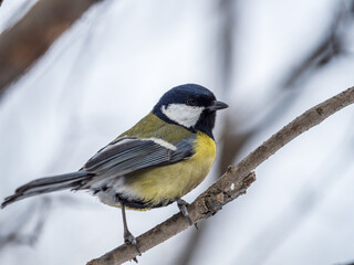 Obraz premium Cute bird Great tit, songbird sitting on a branch without leaves in the autumn or winter.