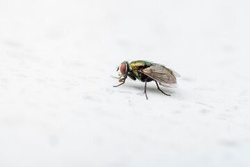 Closeup photo of a house fly on a white background
