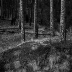 A view of pine tree trunks with dry undergrowth in black and white