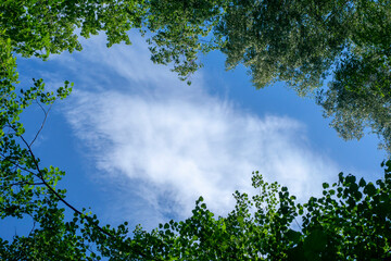 Blue sky framed by green treetops, looking up. Perspective.