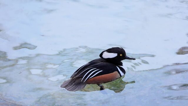 120fps slow motion close up shot of Hooded merganser swimming
