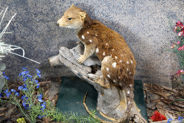 Quoll standing on wooden log. Quolls are carnivorous marsupials native to Australia and New Guinea. They are primarily nocturnal and spend most of the day in a den.