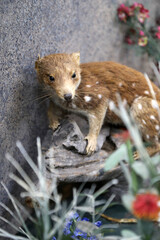 Quoll standing on wooden log. Quolls are carnivorous marsupials native to Australia and New Guinea. They are primarily nocturnal and spend most of the day in a den.