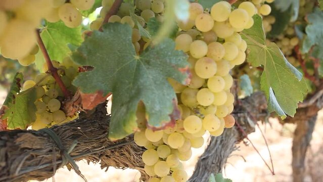 Juicy white grapes growing on vine in vinery, new harvest of wine grape
